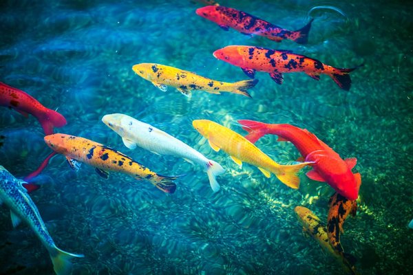 Guide sur les différentes espèces de poissons