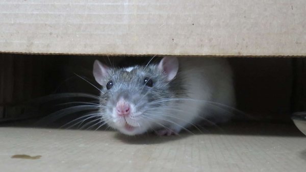 Soyez vigilant à Lorient : prenez les mesures contre les rats sans tarder !